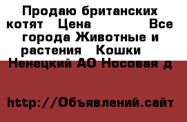 Продаю британских котят › Цена ­ 30 000 - Все города Животные и растения » Кошки   . Ненецкий АО,Носовая д.